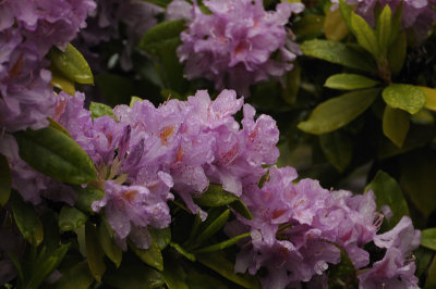 Soggy Rhododendron