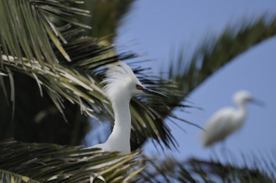Egrets
