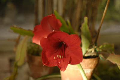 The Red Amaryllis