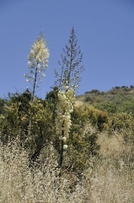 Flowering Yucca