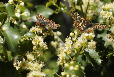 Edith�s Checkerspot Butterflies