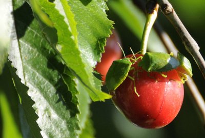Not Eating This Cherry;-)