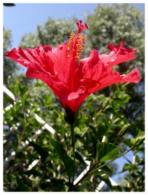 Hibiscus blossom