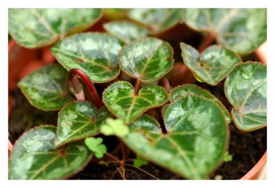 Cyclamen about to blossom