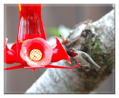 Hummingbird visits the feeder