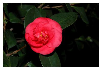 Camelia blossom