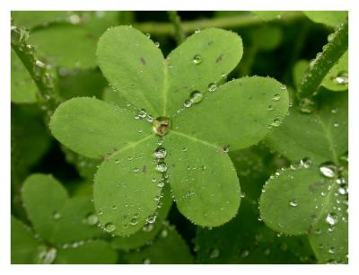 Rainy day Clover