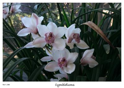 Cymbidiums