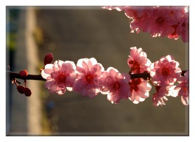 Blossoming Plum Tree