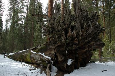 Fallen Sequoia