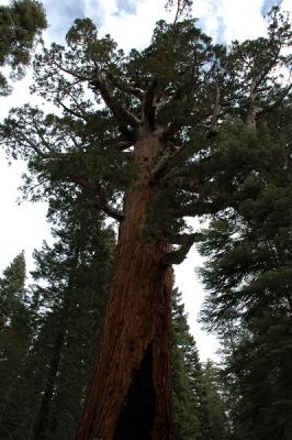 Grizzly Giant Sequoia