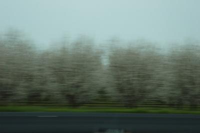 High speed Almond tree Blossoms