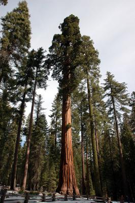 Giant Sequoia at Mariposa Grove