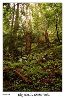 Forest Carpet of Redwood Sorel