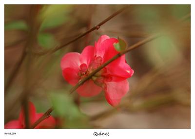 Behind some Quince blossoms