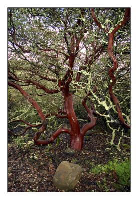 Manzanita tree