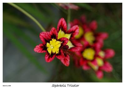 Sparaxis Tricolor