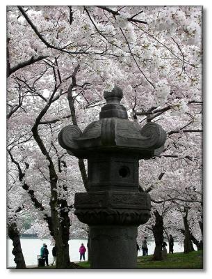 2003, April 4 - National Cherry Blossom Festival