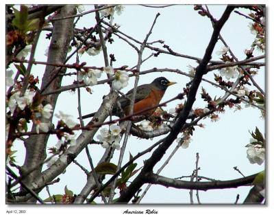 2003, April 12 - American Robin in the Cherry Tree