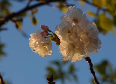 Cherry blossoms in the morning sun