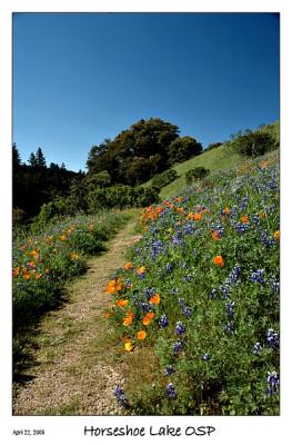 2005, April 22 - Poppies and Lupines