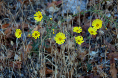 Lots of Daisies along the trail