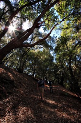 Steep Hike under the oaks on the Patriach Ridge Road
