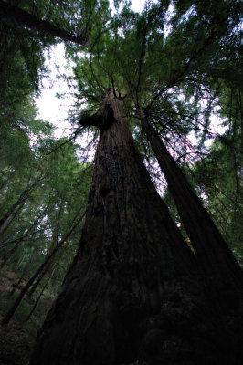 The Largest Redwood in Monterey County