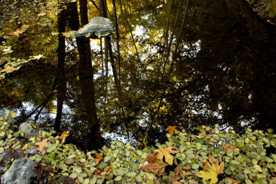 Fall at Stevens Creek