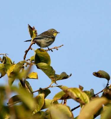 A Yellow Rumped Warbler