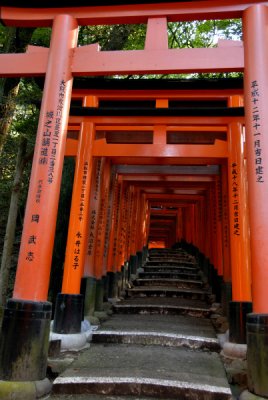 Tunnel of Red Torii Gates