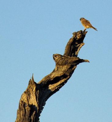 American Kestrel