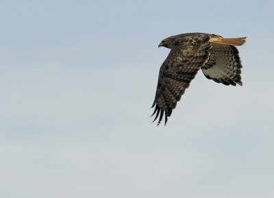 Red Tailed Hawk