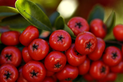 Very Merry Berries