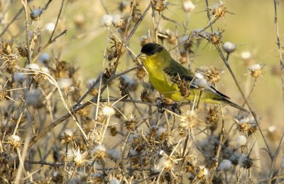 Lesser Goldfinch