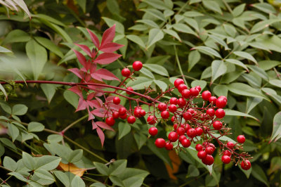 Berries of the Chinese Bamboo
