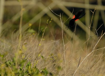 Escaping Red Winged Black Bird