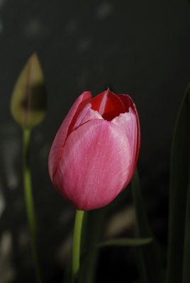 A Tulip from the yard