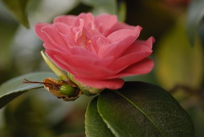 Camellia going to Seed