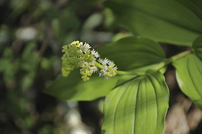 False Lily Of The Valley
