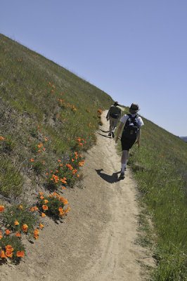 Poppies along the trail
