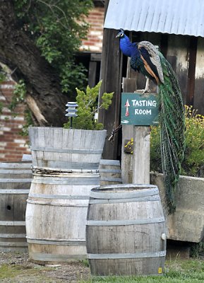 This way to the Wine Tasting Room