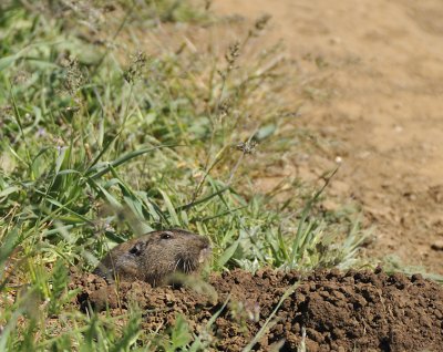 Gopher digging its hole by the trail