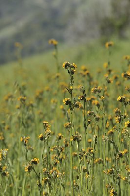 Fiddlenecks