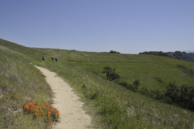 A bouguet of Poppies along the trail