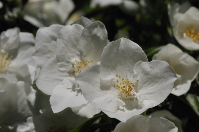 A cluster of Philadelphius blossoms.