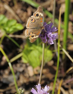 Serrated Onion Wildflower and Butterfly