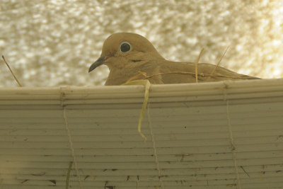 A Second Nesting Mourning Dove
