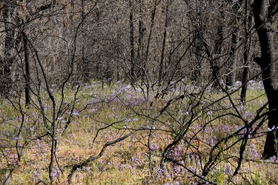 Field of Ithuriel's Spears