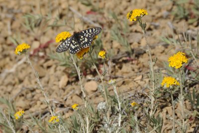 A Western Checkerspot Butterfly